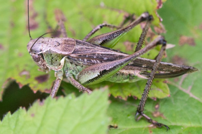 Platycleis albopunctata.jpg