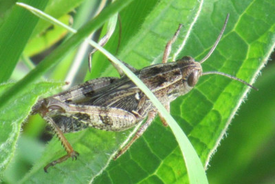 myrmeleotettix a.jpg