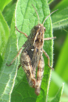 myrmeleotettix b.jpg