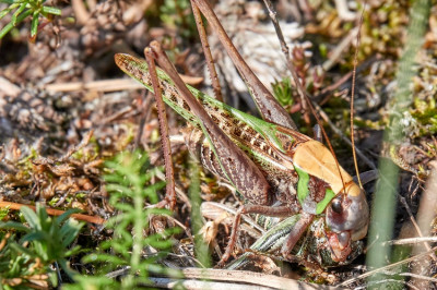 Decticus verrucivorus überwältigt Platycleis albopunctata 2021-09-03 1.jpg