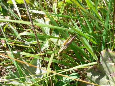 Campo VMaggia 2021-09-21.JPG
