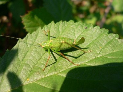 Rüti bB 2021-10-11.JPG