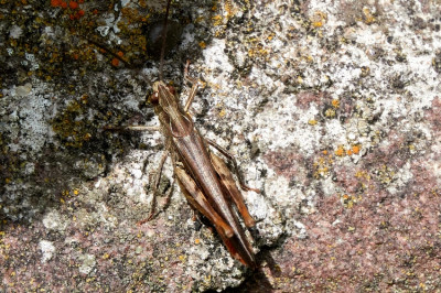Omocestus haemorrhoidales 2021-07-11 7.jpg