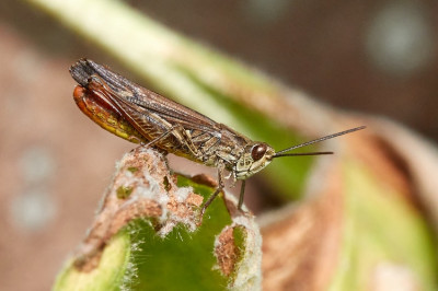 Omocestus haemorrhoidales 2021-07-11 9.jpg