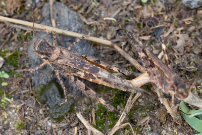 Kerkini_20211011_Acrotylus patruelis-002.jpg