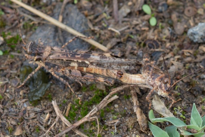 Kerkini_20211011_Acrotylus patruelis-001.jpg