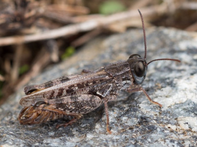 Kerkini_20211011_Calliptamus italicus-001.jpg