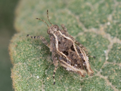 Kerkini_20211011_Tetrix depressa-002.jpg