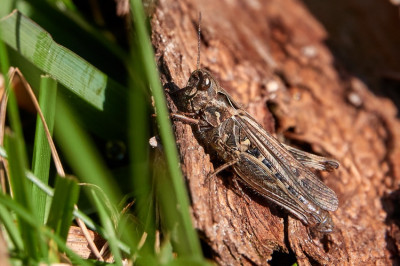 Chorthippus sp. 2021-10-24.jpg