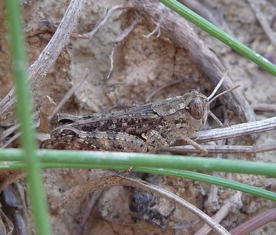 Calliptamus_italicus_cf_male.JPG