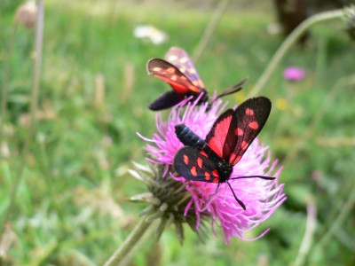 Zygaena transalpina Jungu-Embd VS 2021-08-13 (25).JPG