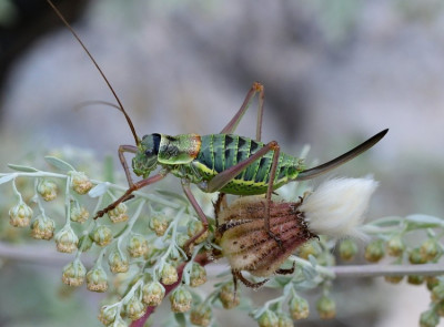 FLSa Westliche Sattelschrecke Nymphe w Ephippiger diurnus diurnus 2-21.JPG