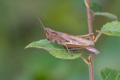 Chorthippus-dorsatus_FH2109110003.jpg