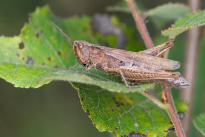 Chorthippus-dorsatus_FH2109110004.jpg