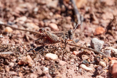 Calliptamus sp. ♂︎ 2021-09-21 2.jpg