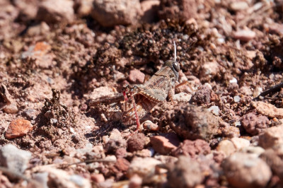 Calliptamus sp. ♂︎ 2021-09-21 4.jpg