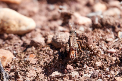 Calliptamus sp. ♂︎ 2021-09-21 6.jpg