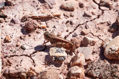 Calliptamus sp. ♂︎ 2021-09-21.jpg