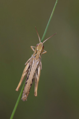 Chorthippus-Kiesgrube-5_FH2109110002.jpg