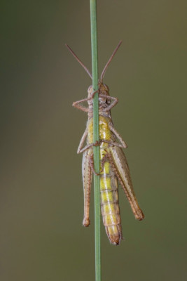 Chorthippus-Kiesgrube-5_FH2109110003.jpg