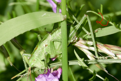 Tettigonia sp. 2021-06-14.jpg