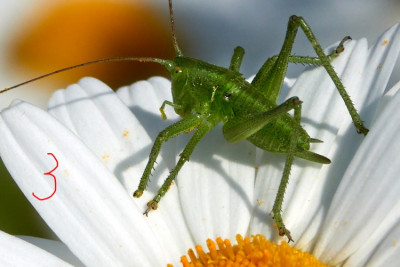 Tettigonia sp. 2021-06-15.jpg
