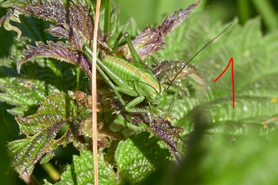 Tettigonia sp., Larve 2020-05-26.jpg