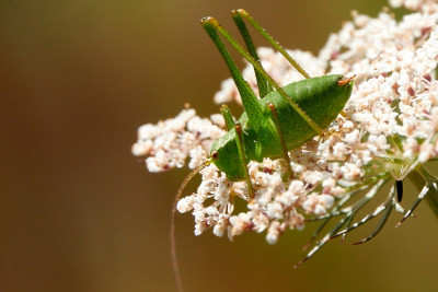 Ensifera, Langfühlerschrecke 2021-07-29.jpg