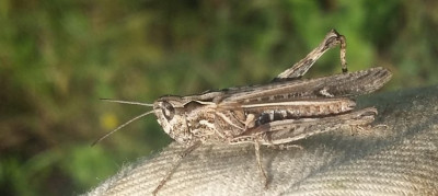 chorthippus brunneus.jpg