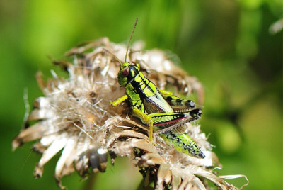 2020.07.19._P5540_Miramella alpina_A.jpg