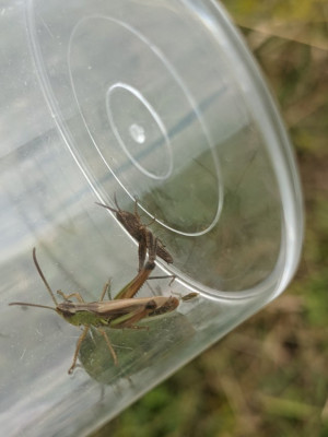 Ch. alomarginatus und Larve?