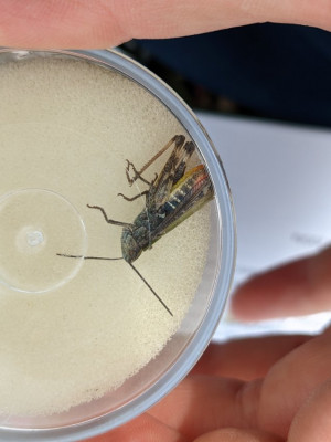 Myrmeleotettix maculatus?