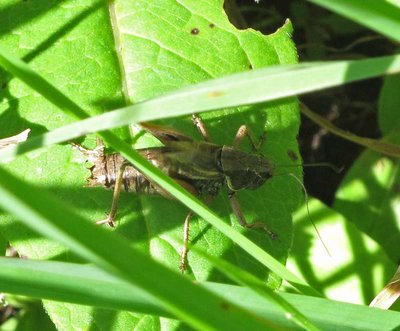 Auf Grund des Gesangs und der Flügelform tippe ich auf brachyptera. Ist es eine?