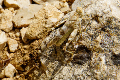 Heuschrecke_2 Abruzzen.jpg