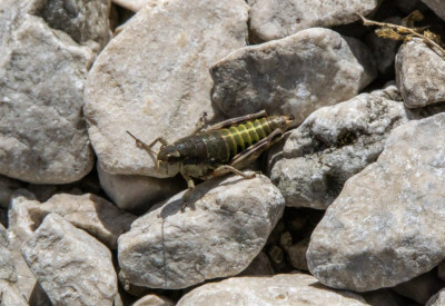 Heuschrecke_3 Abruzzen.jpg