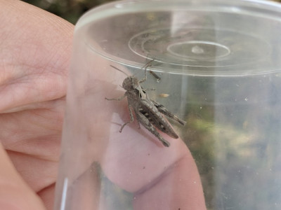 Ch.biguttulus.jpg