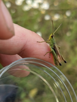 pseudochorthippus montanus.jpg