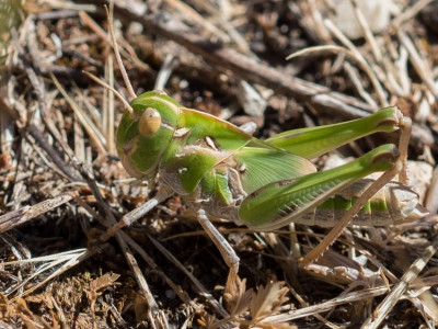 L_20210705_Locusta migratoria-002.jpg