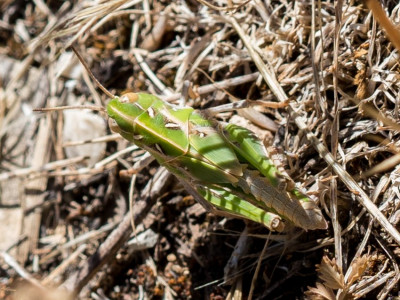 L_20210705_Locusta migratoria-001.jpg