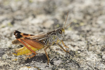 Kleine Höckerschrecke (Arcyptera microptera)