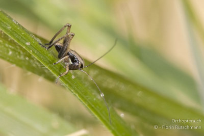 1. Nymphenstadium von Platycleis albopunctata