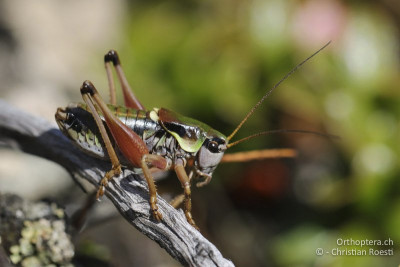 Anonconotus italoaustriacus