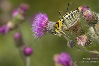 Poecilimon ornatus