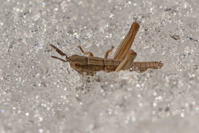 Kleine Goldschrecke vom Schnee umgeben, in Kältestarre