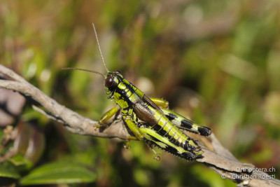 Miramella carinthiaca