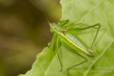 Leptophyes boscii