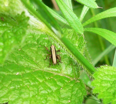 Orthoptera Rüti bB 2022-05-07 (2).JPG