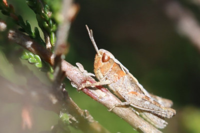 Fotografiert auf sandiger Schneise (E-Leitung) in Kiefernwald, Nürnberger Land.