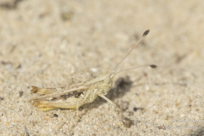 Myrmeleotettix antennatus