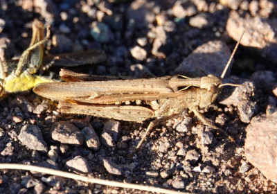 DSC03987_1.JPG